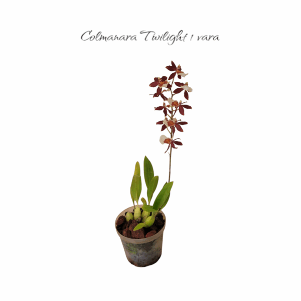 Colmanara twilight 1 vara