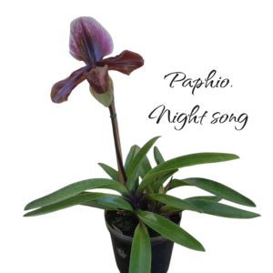 Paphiopedilum night song