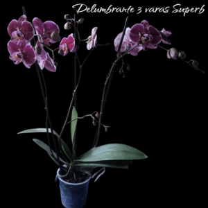 Phalaenopsis deslumbrante 3 varas Superb