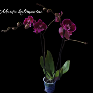 Phalaenopsis Manta kalimantan 2 varas premiun