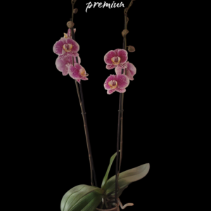 Phalaenopsis beautiful smile 2 varas Premiun