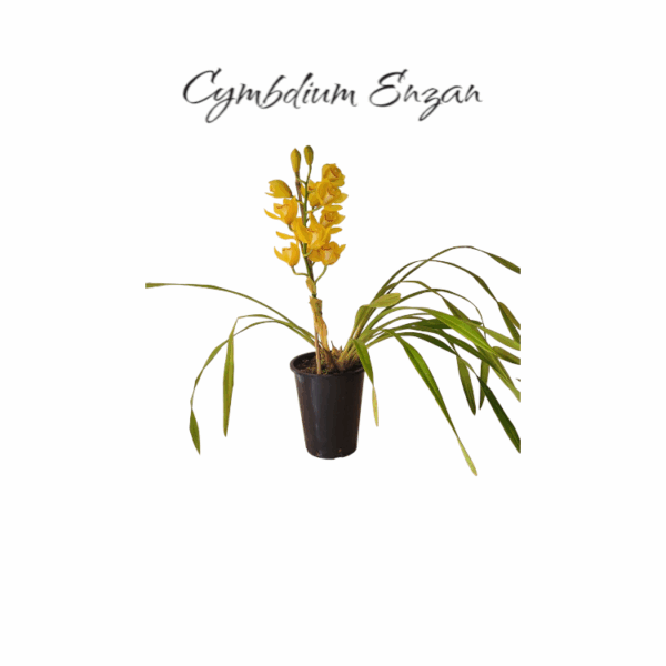 Cymbidium enzan lovely 1 vara