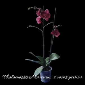 Phalaenopsis Montreaux 2 varas Premiun