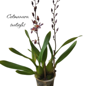 Colmanara twilight 2 varas