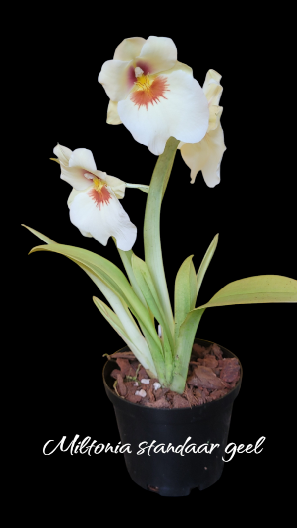 Miltonia standaar Geel