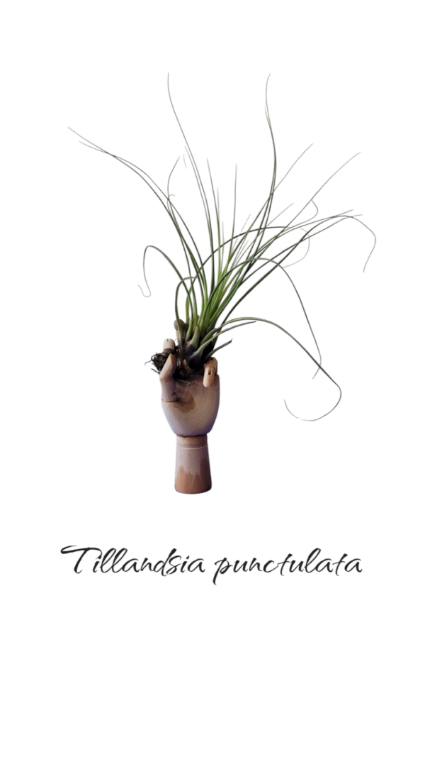 Tillandsia Punctulta