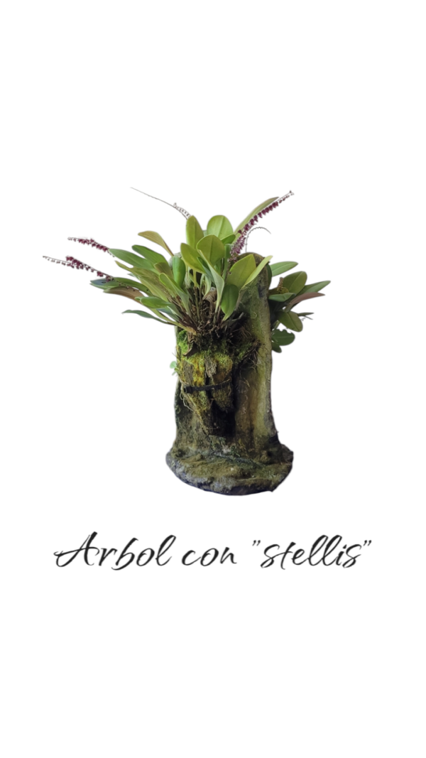 Arbol con Stellis sp.