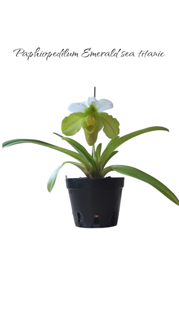 Paphiopedilum Emerald sea titanic