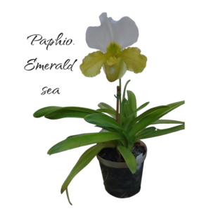 Paphiopedilum Emerald sea titanic