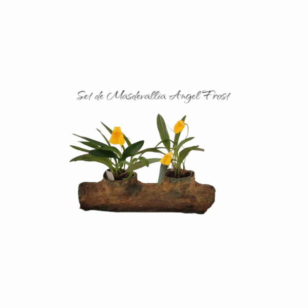 Coleccion natura set de masdevallia Angel Frost