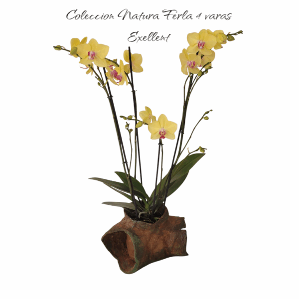 Coleccion natura Ferla 4 varas Exellent