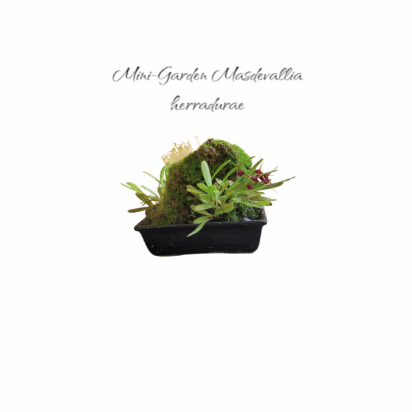 Mini-Garden Masdevallia herradurae