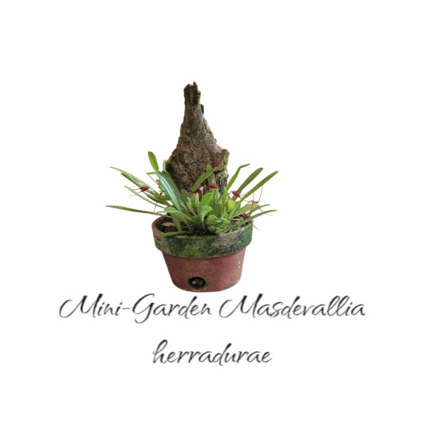 Mini-Garden Masdevallia herradurae