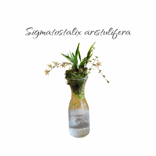 Sigmatostalix aristulifera