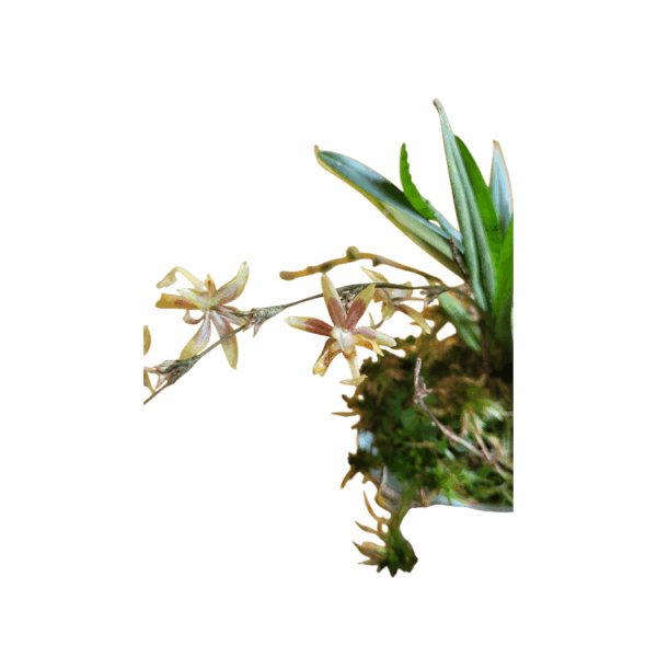 Sigmatostalix aristulifera - Image 2