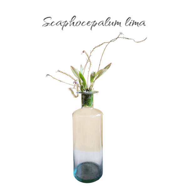 Scaphocepalum lima