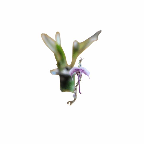 Scaphocepalum lima - Image 2