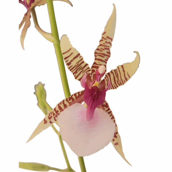 Oncidium  hastilabium - Image 2