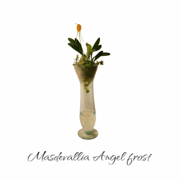 Masdevallia Angel Frost