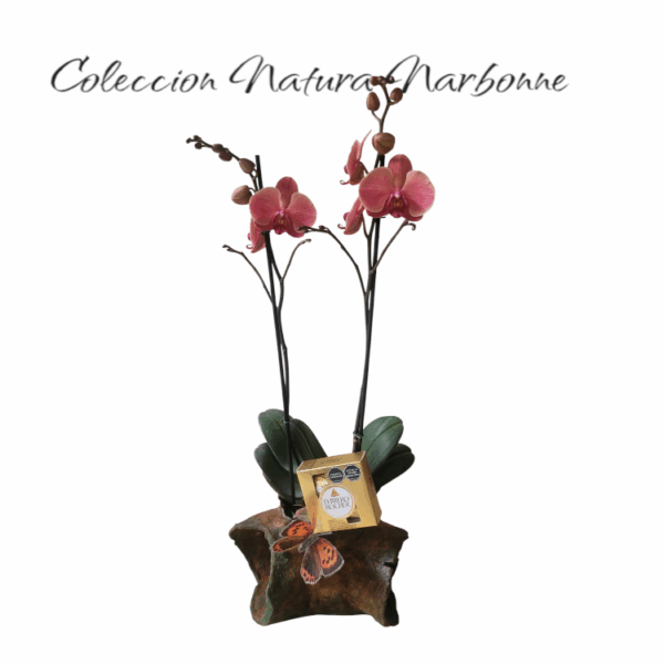 Coleccion natura Narbonne