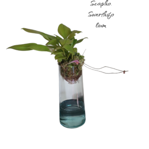 Scaphocepalum swerthiifolium