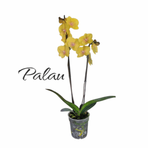 Phalaenopsis Palau 2 varas Premiun