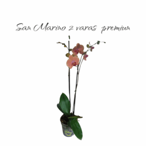 Phalaenopsis San Marino 2 varas Premiun