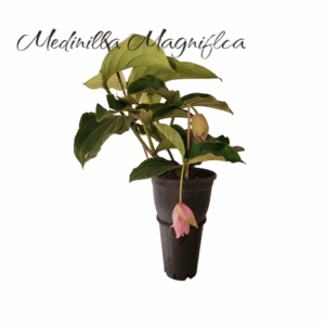 Medinilla Magnifica