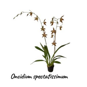 Oncidium (Odontoglossum) spectatissimum