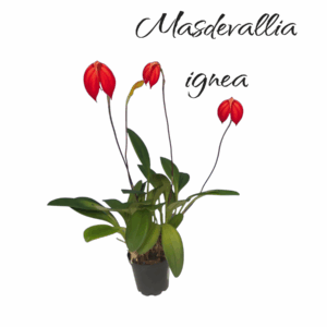Masdevallia ignea