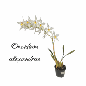 Oncidium (Odontoglossum) alexandrae
