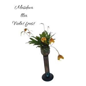 Masdevallia violet frost