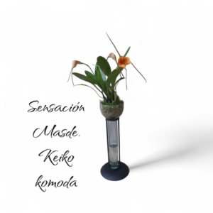 Masdevallia keiko komoda