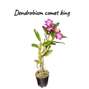 Dendrobium comet king "Akasuki"