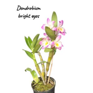 Dendrobium bright eyes