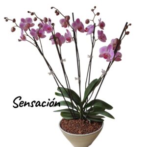 Sensación