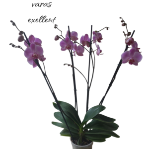 Phalaenopsis cleveland 4 varas exellent
