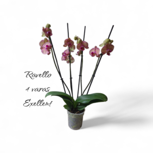 Phalaenopsis Ravello 4 varas Exellent