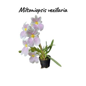 Miltoniopsis vexillaria