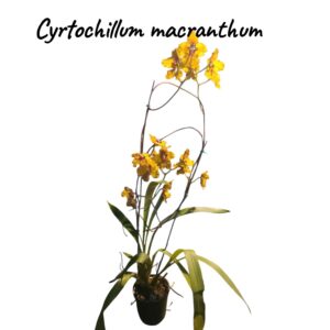Cyrtochillum Macranthum