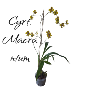 Cyrtochillum Macranthum