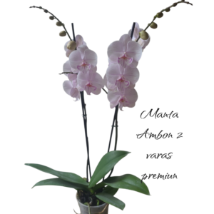 Phalaenopsis Manta Ambon 2 varas premiun