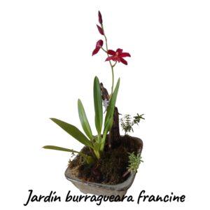 Jardin Orquíde Burragueara francine rosseglow