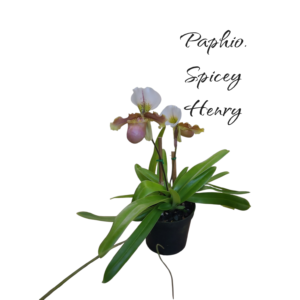 Paphiopedilum spicy henry