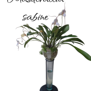 Masdevallia Sabine