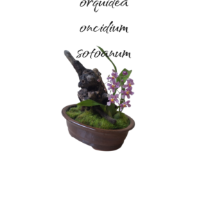 Jardin Mini Orquídea Oncidium sotoanum