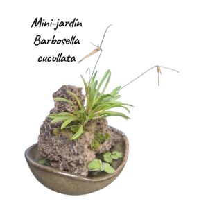 Jardin Mini Barbosella cucullata