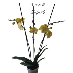 Phalaenopsis palau 3 varas Superb