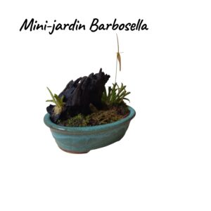 Jardin Mini Barbosella cucullata