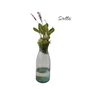 Stellis sp.